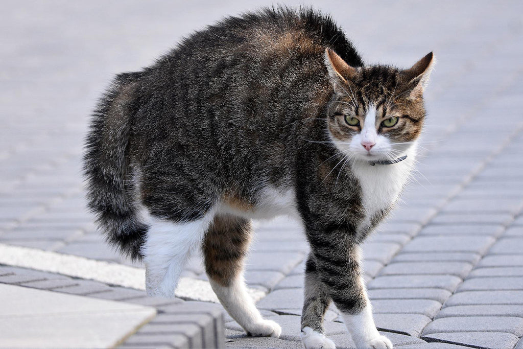 Cat Tail Gestures Significance