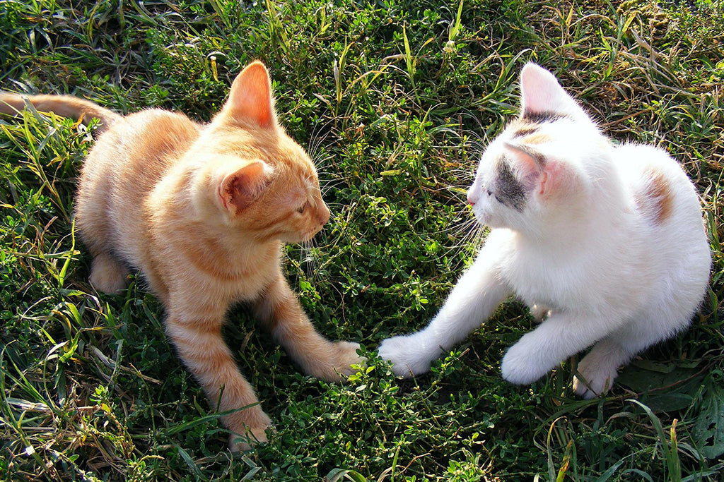 What Is The Difference Between Cat Play And Cat Aggression?