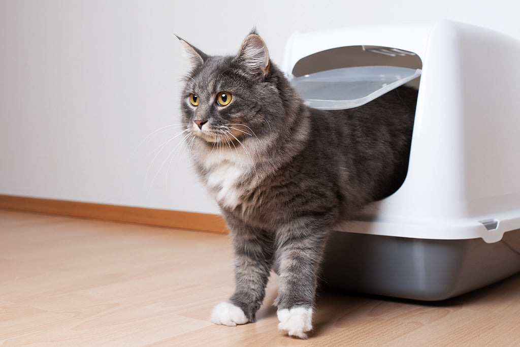 Reasons Why Cats Don't Pee In Litter Box