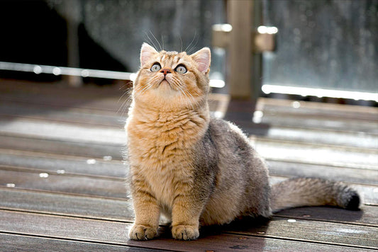 Do Cats Recognize and Understand Human Voice?