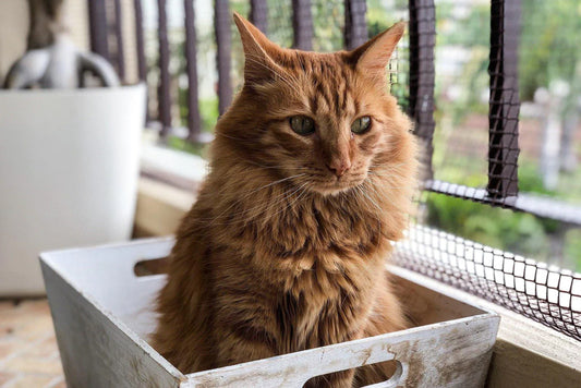 Tips On How To Litter Train A Kitty Cat - Cute Cats Store