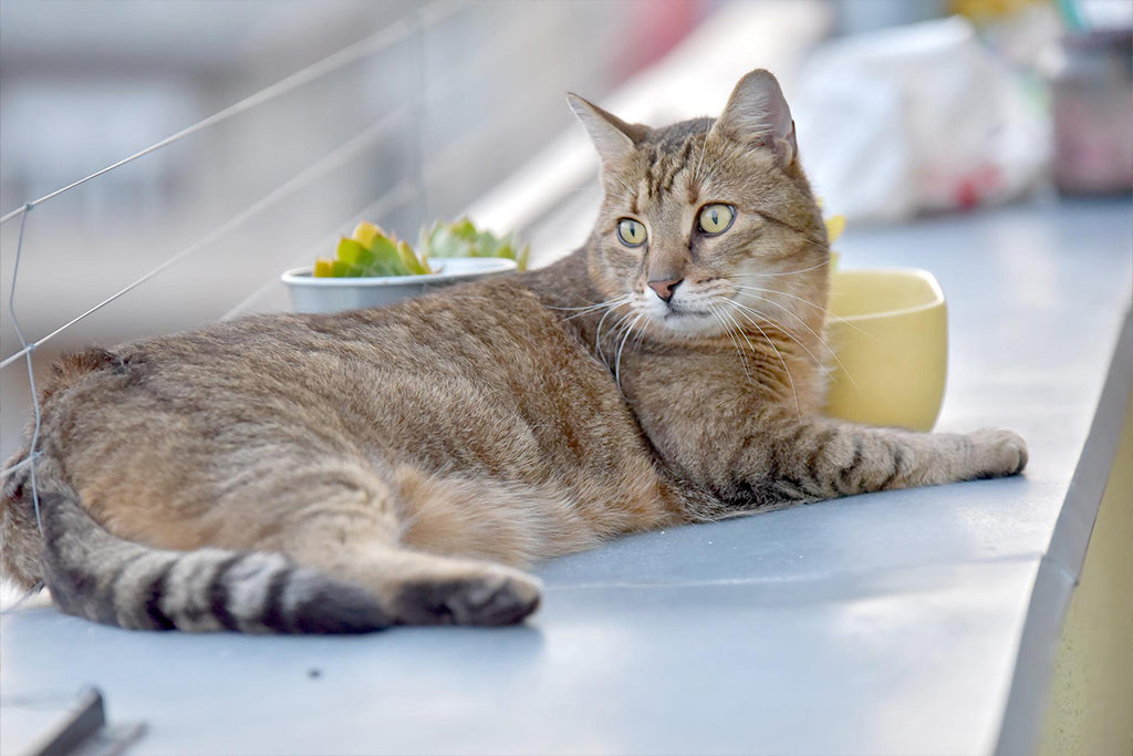 Preventing Cats From Jumping On Counters And Tables