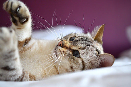 Why Cats Do Need Attention - Cute Cats Store