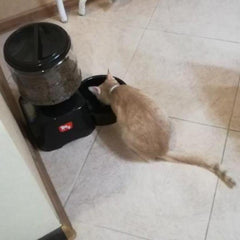 automatic cat food feeder - Cute Cats Store