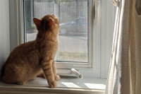 Why cats love to stay on window?