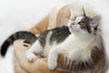 Causes Of Cat Hiding Behavior And How to Deal With It