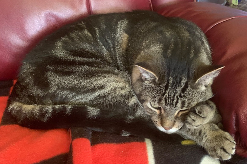 Our Cat Georgy Loves Tennis - Cute Cats Store