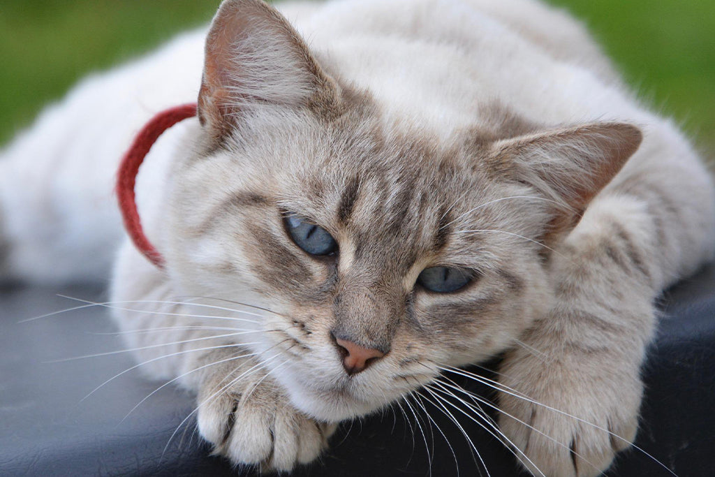 How To Take Care Of Senior Cats