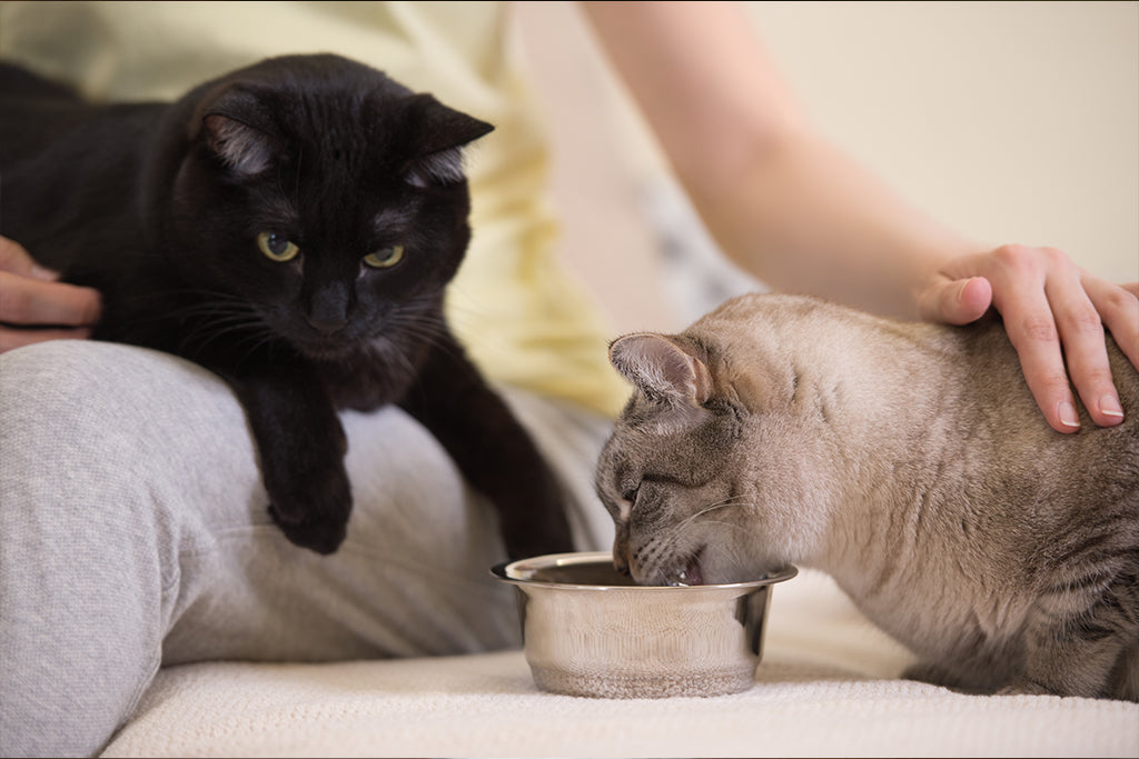 How Often Should I Feed My Cat? - Cute Cats Store
