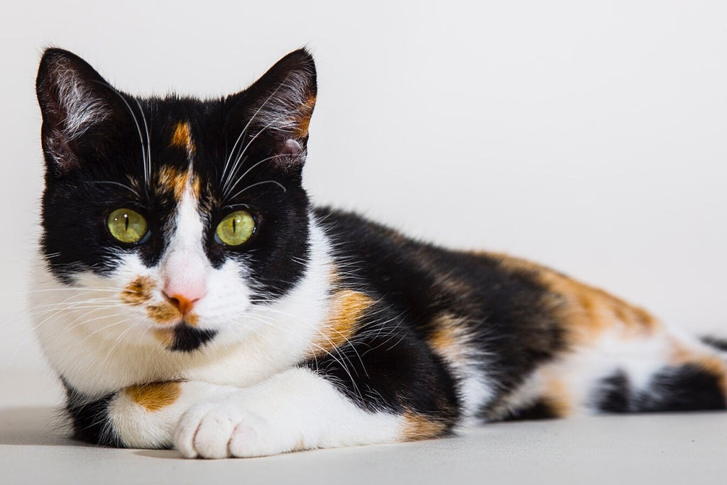 Best Cat Floor Mats To Show What You Love - Cute Cats Store