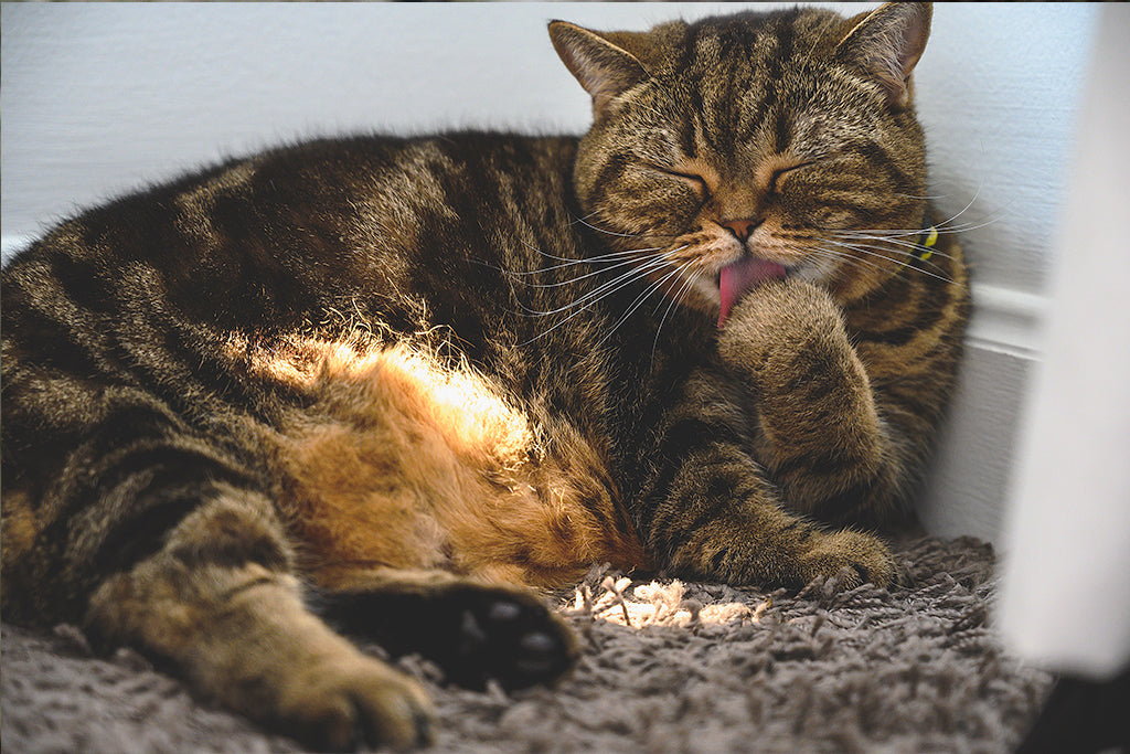 Cats Fastidiously Groom Themselves - Cute Cats Store