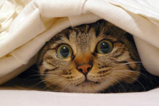 Facts about cats