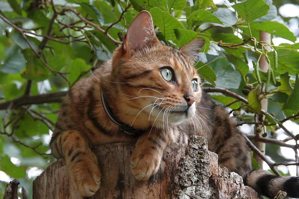Understanding The Cat Hunting Behavior