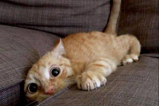Is Your Cat Social