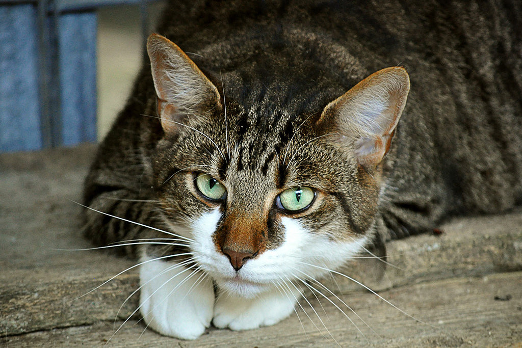 Signs Of Possible Cat Diseases - Cute Cats Store