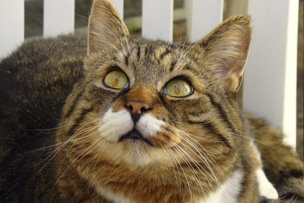 Is your cat happy? - Cute Cats Store