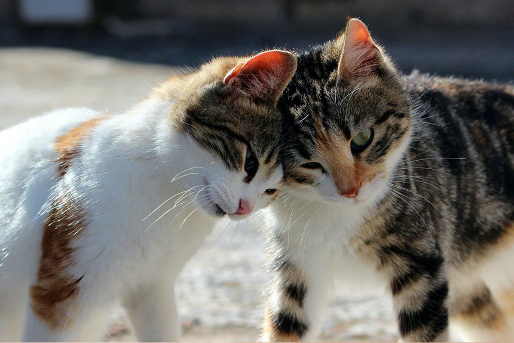 22 Ways Cats Make Humans Healthier - Cute Cats Store