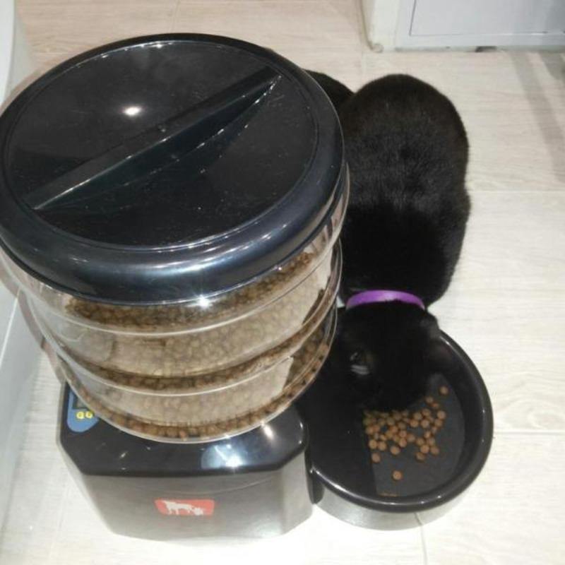 Kitty Self-Activating Feeder - Cute Cats Store