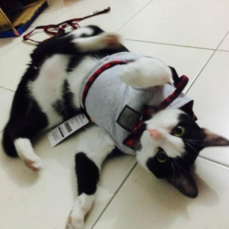 Kitty Cat Harnesses - Cute Cats Store