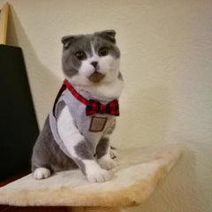 Cat Vest Harness - Cute Cats Store