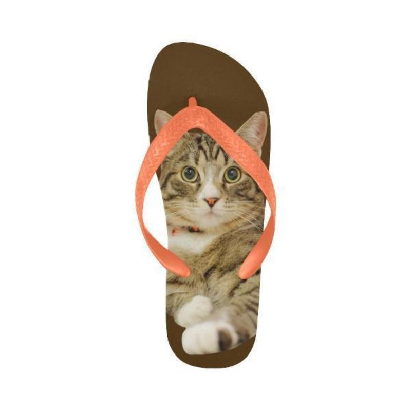 Cat wearing deals flip flops