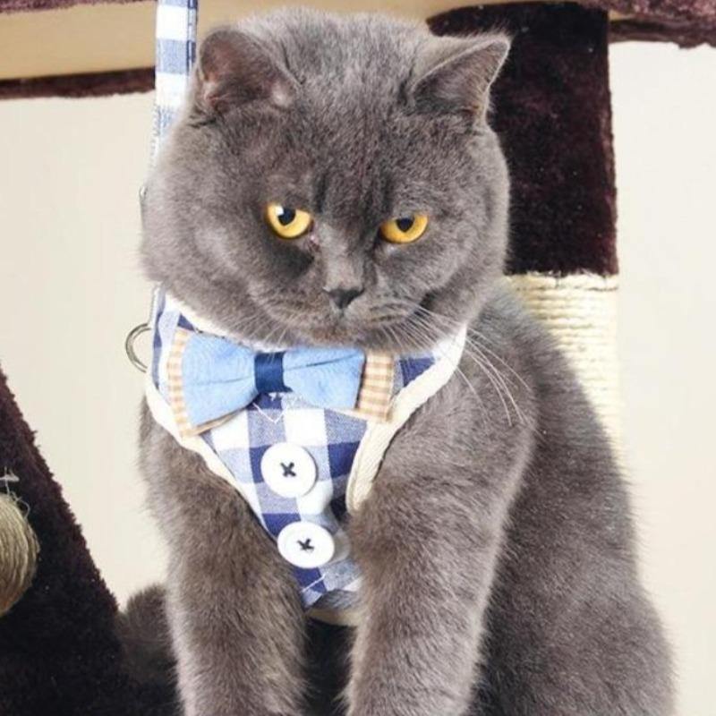 Kitty Cat Harnesses - Cute Cats Store