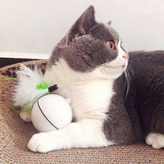 cat ball toy - Cute Cats Store