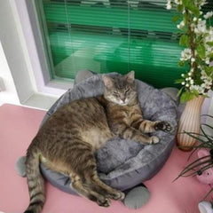 soft cat beds - Cute Cats Store